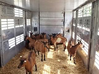 trasporto animali allevamento